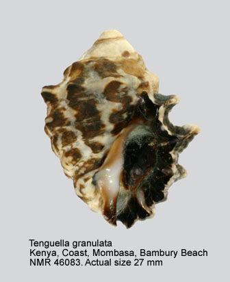 Tenguella granulata.jpg - Tenguella granulata(Duclos,1832)